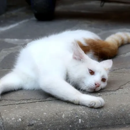 Kieslinger Hilde 农家乐 阿尔拉赫